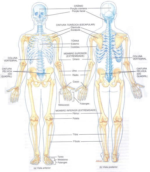 Musculos de la cintura pelvica 2 Diagram