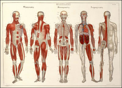 History of Anatomy, Anatomy