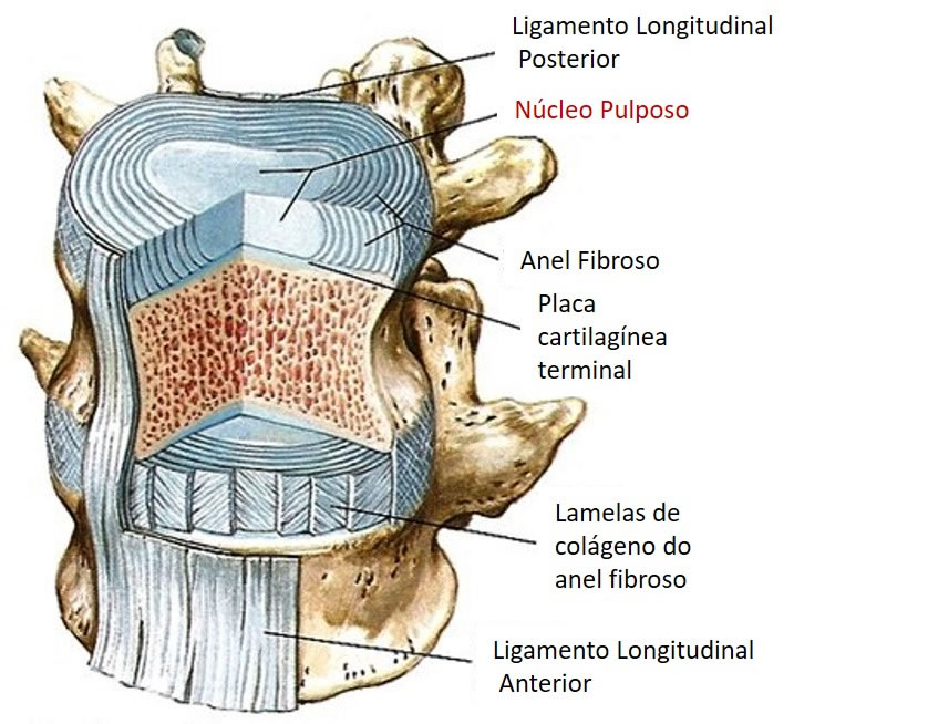 Columna vertebral, Sistemas