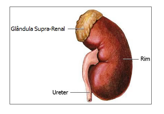 Anatomía renal y de vías urinarias