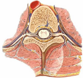 Coluna vertebral: vértebras, função, anatomia e divisão - Toda Matéria