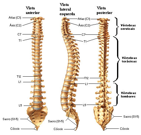 Coluna vertebral humana com espinha dorsal e esqueleto da coluna