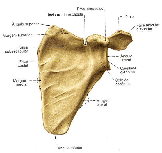 Ossos do ombro (cintura escapular)  Corpo humano, Ossos do corpo humano,  Ossos do corpo