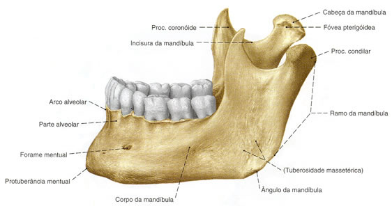 Anatomia Humana - MANDÍBULA